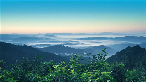 理想龙润茶登陆CCTV2、9、10、13、15五大频道,展现云茶魅力